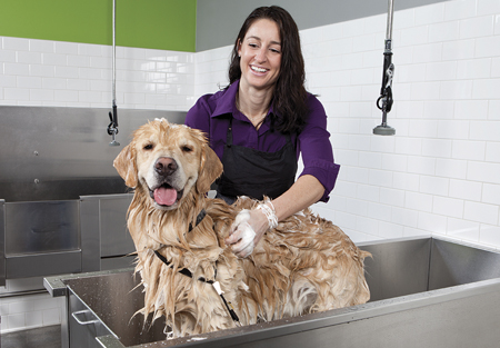 We are Family image of dog grooming